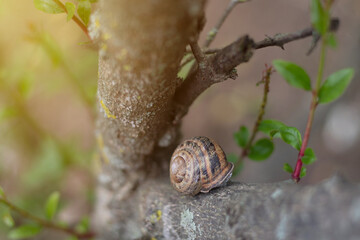 Snail shell  on the tree in the garden. Snail gliding on the wooden texture. Macro close-up blurred green background. Short depth of focus.