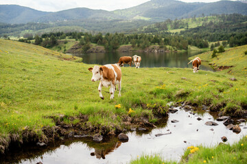 A brown cows on a mountain
