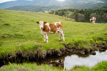 Fototapeta na wymiar Free cow in the nature