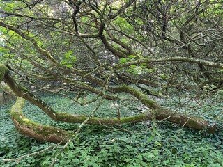 Southern catalpa, Cigartree, Indian-bean-tree, Trumpet tree, Catalpa bignonioides or Trompetenbaum...