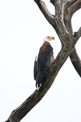 African Fish Eagles by the Chobe River in Botswana