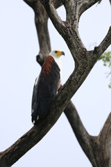 African Fish Eagles by the Chobe River in Botswana
