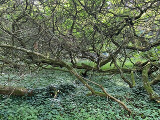 Southern catalpa, Cigartree, Indian-bean-tree, Trumpet tree, Catalpa bignonioides or Trompetenbaum...