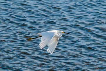 Snowy Egret (Egretta thula) in Malibu lagoon, California, USA