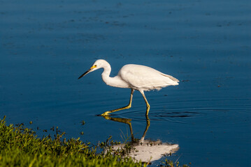 Snowy Egret (Egretta thula) in Malibu lagoon, California, USA