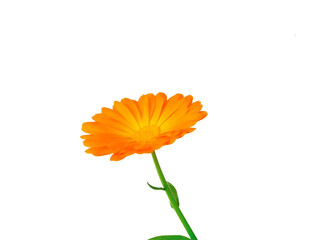 calendula. one beautiful flower on a white background
