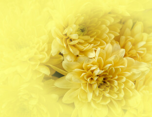 colorful chrysanthemum flowers with yellow ccolored blur, filtered natyre background