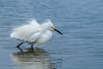 Snowy Egret (Egretta thula) in Malibu lagoon, California, USA