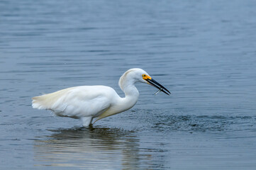 Snowy Egret (Egretta thula) in Malibu lagoon, California, USA