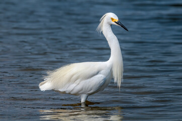 Snowy Egret (Egretta thula) in Malibu lagoon, California, USA