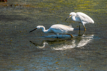 Snowy Egret (Egretta thula) in Malibu lagoon, California, USA