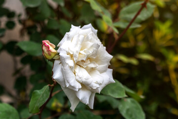 Obraz premium flowering bush of a rose blooming in white flowers. buds of roses were blooming on a bush in a garden.