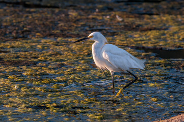 Snowy Egret (Egretta thula) in Malibu lagoon, California, USA
