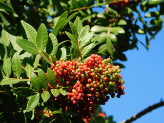 Fruit of the mastic tree, or Pistacia lentiscus, in Attica, Greece
