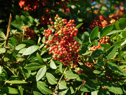 Fruit of the mastic tree, or Pistacia lentiscus, in Attica, Greece