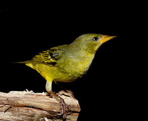 Cape Weaver at a bird feeder in a suburban garden in George South Africa