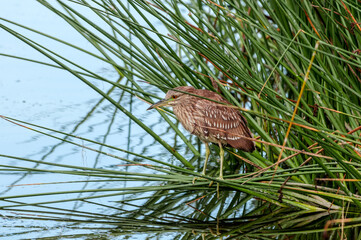 Immature Black-crowned Night-Herron (Nycticorax nycticorax) in Malibu Lagoon, California, USA