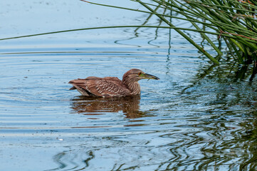 Immature Black-crowned Night-Herron (Nycticorax nycticorax) in Malibu Lagoon, California, USA