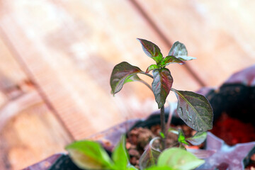 Young tomatoes seedling in the flowerpot.