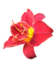 Fototapeta na wymiar Red daylily flower isolated on white background
