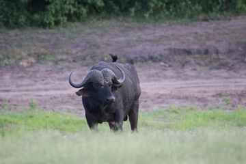 Obraz premium African Buffalo bathing in the Chobe River in Botswana