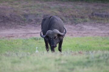 Obraz premium African Buffalo bathing in the Chobe River in Botswana