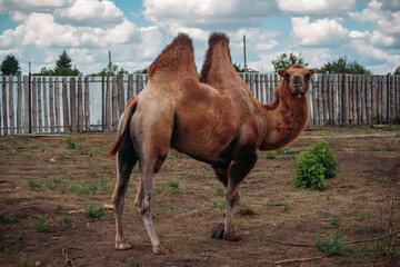 Domestic bactrian camel on the farm