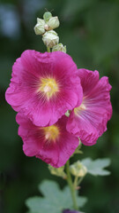 red mallow flowers in the garden