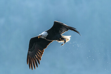 Adult Bald Eagle (Haliaeetus leucocephalus) with Caught Kokanee Salmon (Oncorhynchus nerka), ID