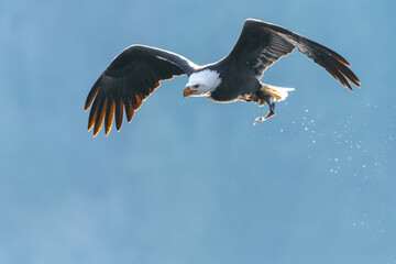 Adult Bald Eagle (Haliaeetus leucocephalus) with Caught Kokanee Salmon (Oncorhynchus nerka), ID