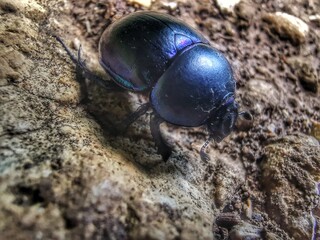 beautiful beetle