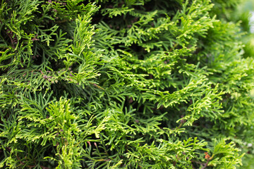 Natural green background. Green foliage of thuja tree.