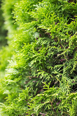 Natural green background. Green foliage of thuja tree closeup.