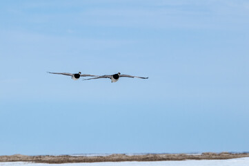 Barnacle Geese (Branta leucopsis) in Barents Sea coastal area, Russia