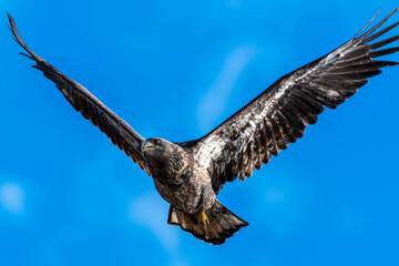 Young Bald Eagle (Haliaeetus leucocephalus) in Flight