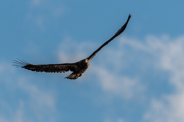 Young Bald Eagle (Haliaeetus leucocephalus) in Flight