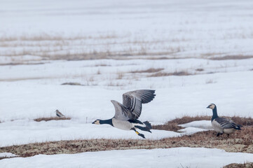 Barnacle Geese (Branta leucopsis) in Barents Sea coastal area, Russia