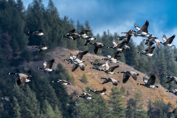 Migrating Canada Geese (Branta canadensis)