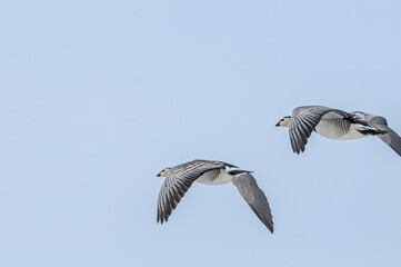 Barnacle Geese (Branta leucopsis) in Barents Sea coastal area, Russia