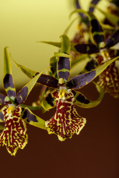 Flowers spider orchid brassia closeup. Banfieldara Guilded Tower Mystic Maze