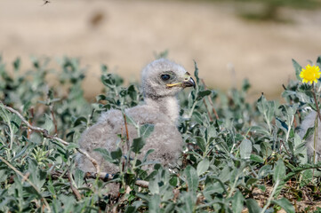 Rough-legged Buzzard (Buteo lagopu) chick at nest in Barents Sea coastal area, Russia