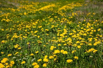 Field of dandelions