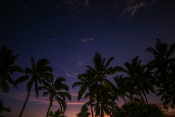 palm trees on the beach at night