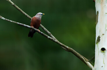 Chestnut-tailed starling