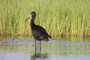 African Openbill bird by the Chobe River in Botswana, Africa