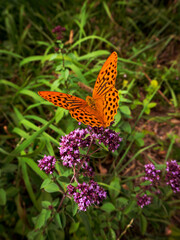 A yellow butterfly on a flower