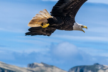 Bald Eagle (Haliaeetus leucocephalus) at Chowiet Island, Semidi Islands, Alaska, USA