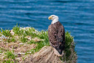 Bald Eagle (Haliaeetus leucocephalus) at Chowiet Island, Semidi Islands, Alaska, USA