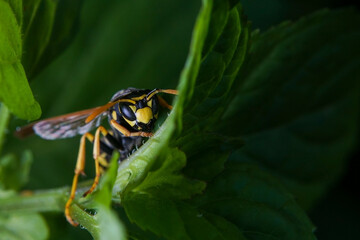 Close-up of a European paper wasp on a leaf