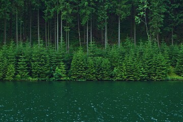 Junge Tannen und Bäume an grünem Wasser parallel dreigeteilt Querformat